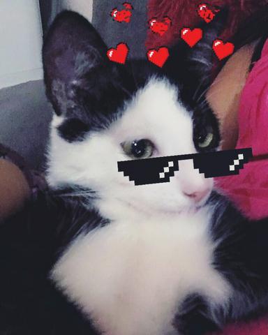 Estou doando esse gatinho(cacoal) - Foto 3