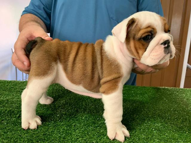 Bulldog Inglês fêmeas - Foto 4