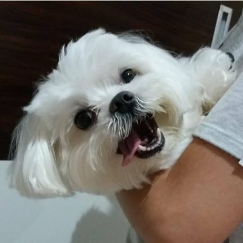 Cachorro maltês procura namoro - Foto 2