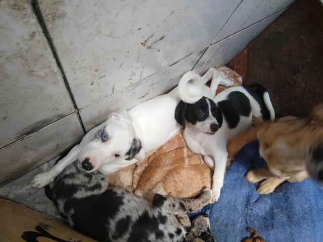 Cachorros - Foto 3