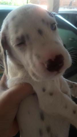 Dálmatas puro! - Foto 2