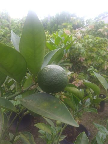 Laranjeira de enxerto - Foto 2