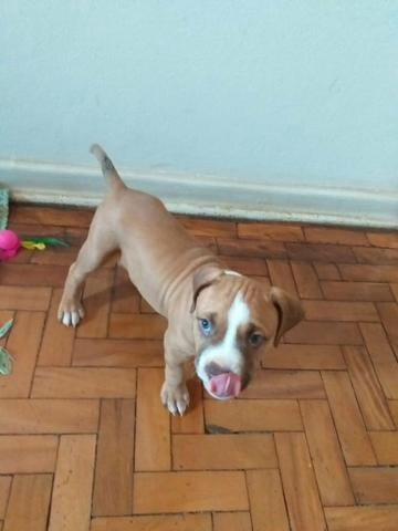 Filhote de pitbull - Foto 5