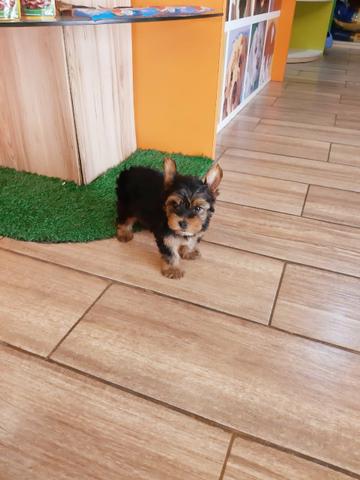Yorkshire lindos e top estão na melhor na BABYSPET