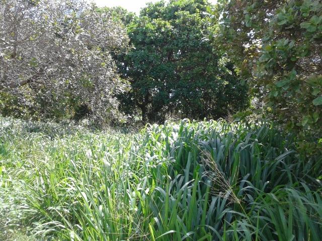 Granja com 8,8 há, duas casas, 2 poços, muito pasto, perto da reta tabajara - Foto 13