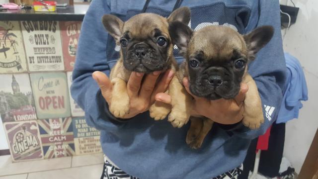 Filhotes de bulldog francês com pedigree