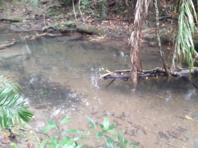 Linda chácara rica em água em Bodoquena - Foto 7