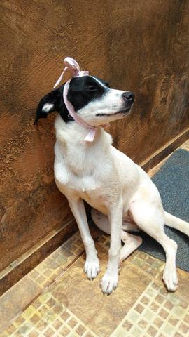 Cachorrinha para adoção - Foto 4