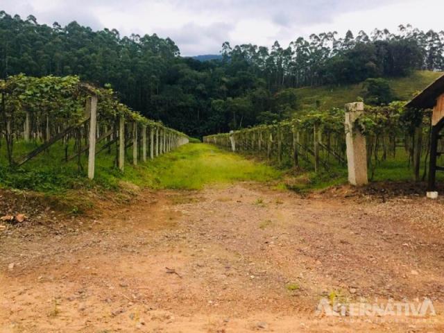 Excelente chácara em ascurra sc. a 03 km do centro - oportunidade. - Foto 19