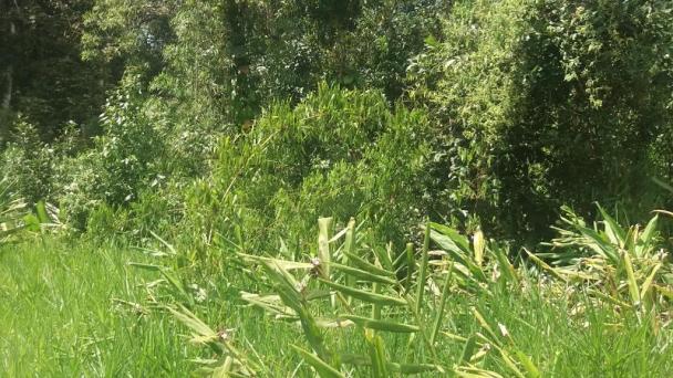 Bom terreno de esquina medindo 12.80 x 24 total 307,20 m2 em itapoá na área retro portuári - Foto 4