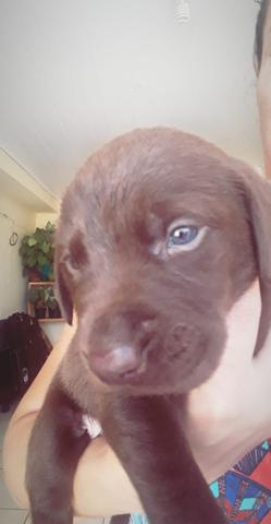 Filhotes de Labrador puros