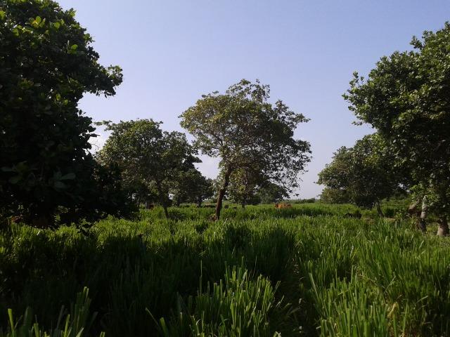 Granja com 8,8 há, duas casas, 2 poços, muito pasto, perto da reta tabajara - Foto 16