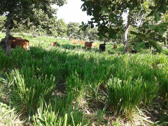Granja com 8,8 há, duas casas, 2 poços, muito pasto, perto da reta tabajara - Foto 19