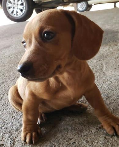Filhotes de Basset Puros (Linguicinha) - Foto 2