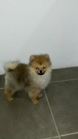 Lulu da Pomerânia Fêmea - Ursinho - Pedigree - Foto 3