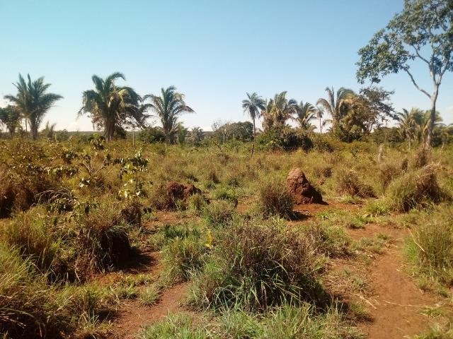 Chácara de 39 hectares em Acorizal ! - Foto 5