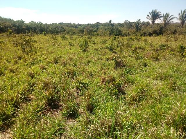 Chácara de 39 hectares em Acorizal ! - Foto 7