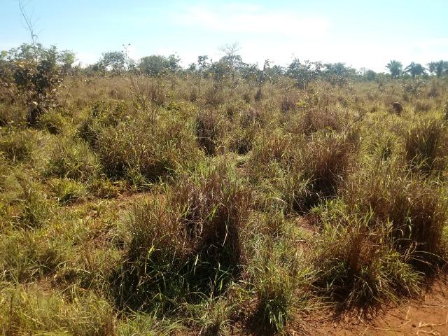 Chácara de 39 hectares em Acorizal ! - Foto 2