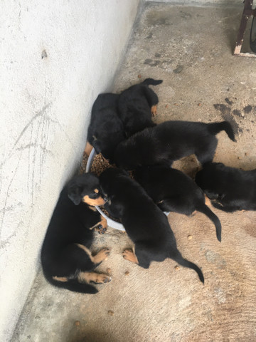 Rottwailer - Foto 6