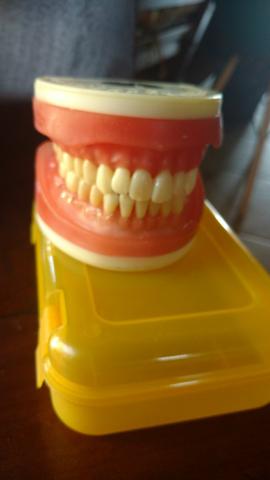 Manequim dentistica prodens