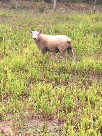 Vendo Cordeiro Texel ( Carneiro ) - Foto 2