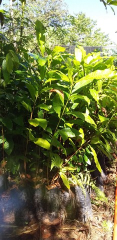 Mudas de frutas brasileiras - Foto 3