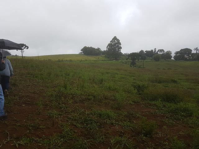 193B/Ótima fazenda de 70 ha bem localizada com ótima altitude e topografia - Foto 2