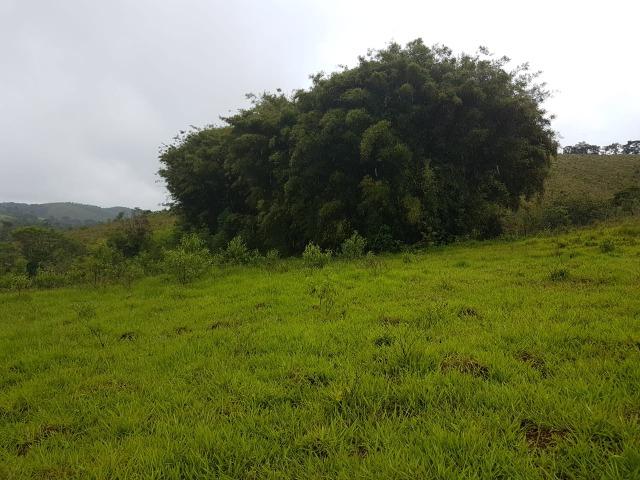 193B/Ótima fazenda de 70 ha bem localizada com ótima altitude e topografia - Foto 5