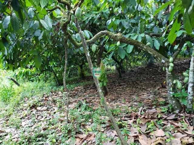 Itajuípe. Fazenda Zona Rural - Foto 9