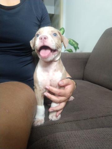 Filhotes de Pitbull - Foto 2