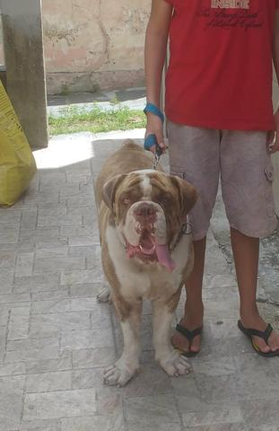 Bulldog Campeiro em busca de Namorada