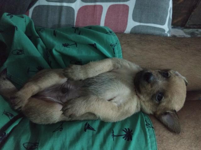 Doação responsável - Foto 5