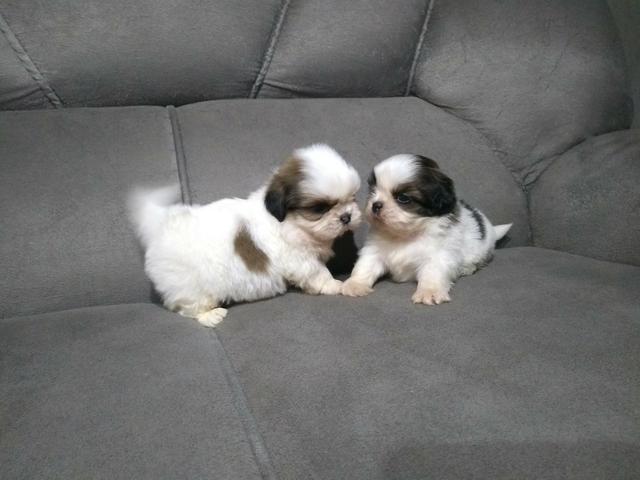 Filhotes de Shih Tzu