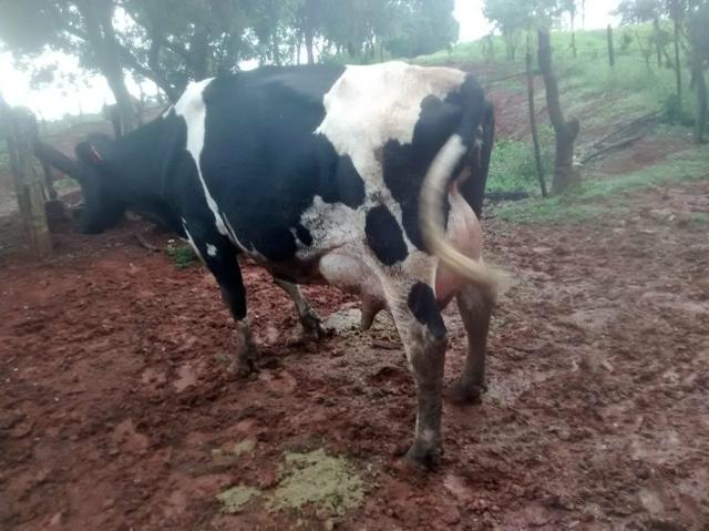 Vende se vacas e novilhas!! contato vendedor : * - Foto 2