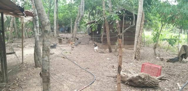 Vende - se está chácara - Foto 2