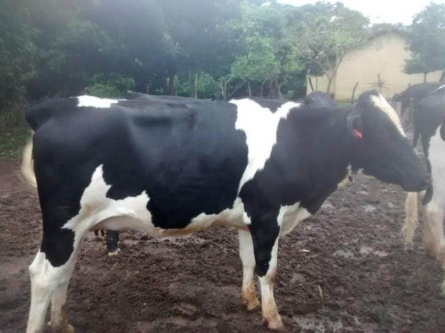Vende se vacas e novilhas!! contato vendedor : * - Foto 5