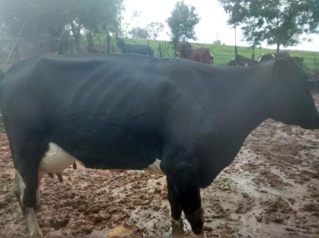 Vende se vacas e novilhas!! contato vendedor : *