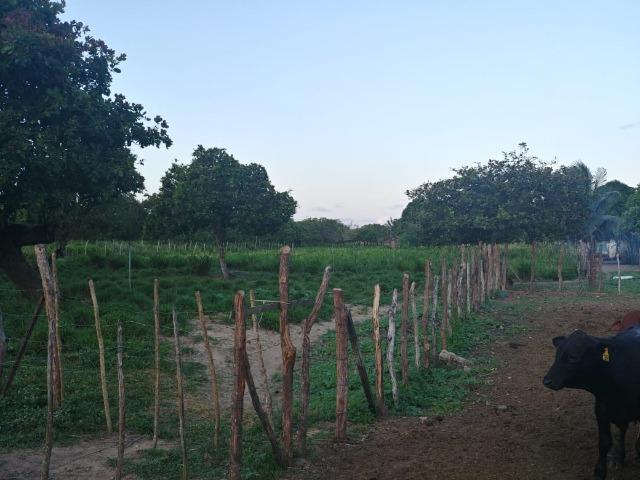 Granja com 8,8 há, duas casas, 2 poços, muito pasto, perto da reta tabajara - Foto 4