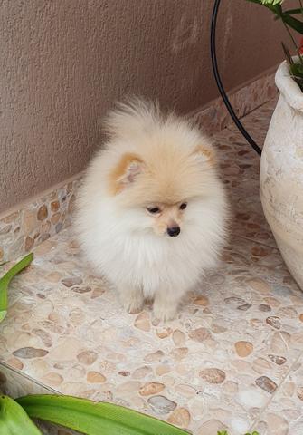 Spitz Alemão