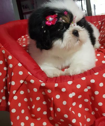Fêmea Belíssima De Shih Tzu !! - Foto 2