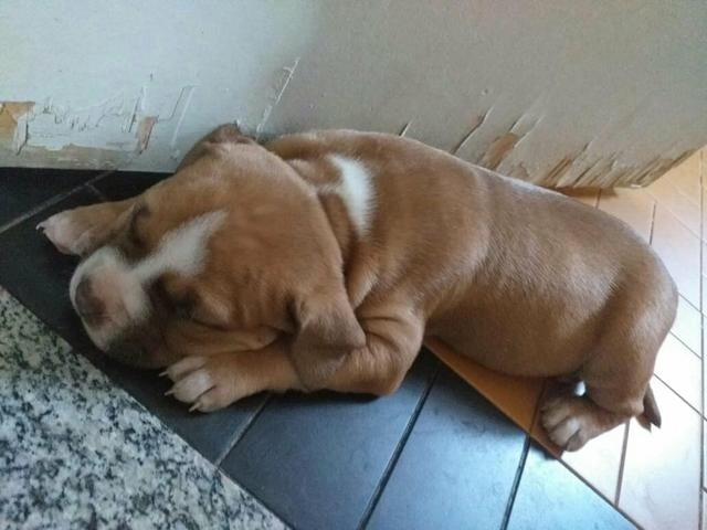 Filhote de pitbull - Foto 6