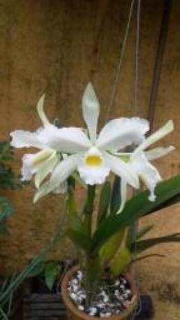 Orquídea Laelia Purpurata