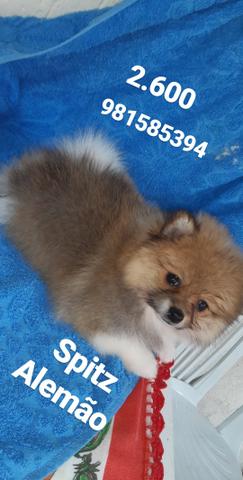 Spitz Alemão - Foto 4