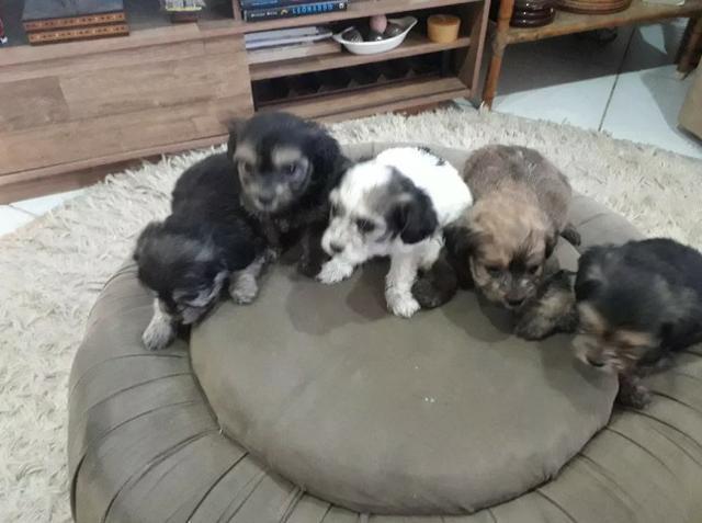 Poodle x maltes peludos, São dos pequenos. so 150, chama no whats 9- *