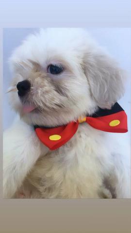 Lhasa apso - Foto 2