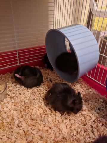 Estou vendendo alguns Hamster - Foto 5