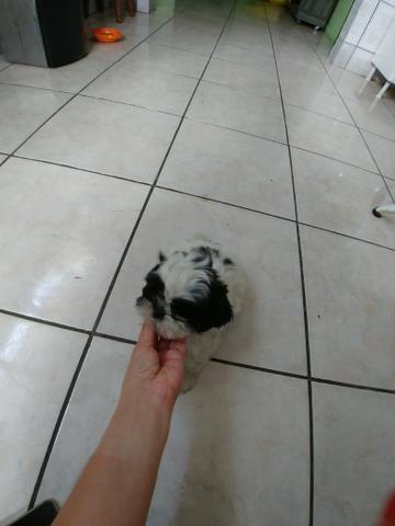 Lindos shihtzus babys !! - Foto 3