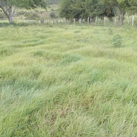 Vendo propriedade na cidade de Igreja Nova Alagoas - Foto 3
