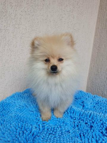 Spitz Alemão