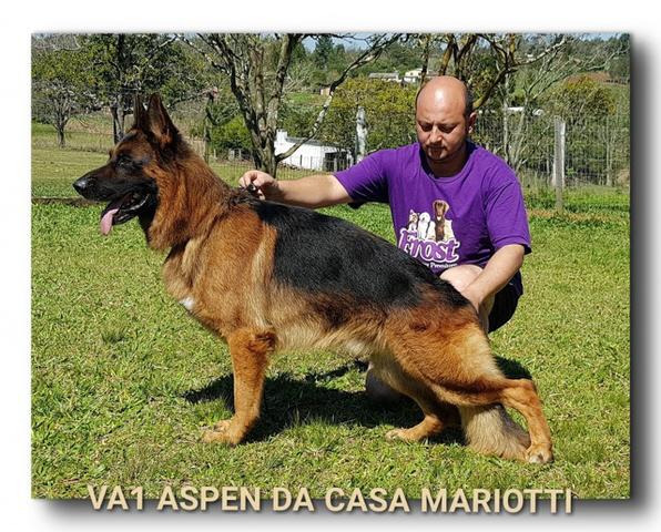 Filhotes de pastor alemão com pedigree! - Foto 2
